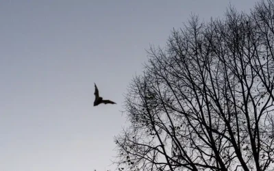 Goose Fans May Have Been Exposed to Rabid Bats at Chicago Show