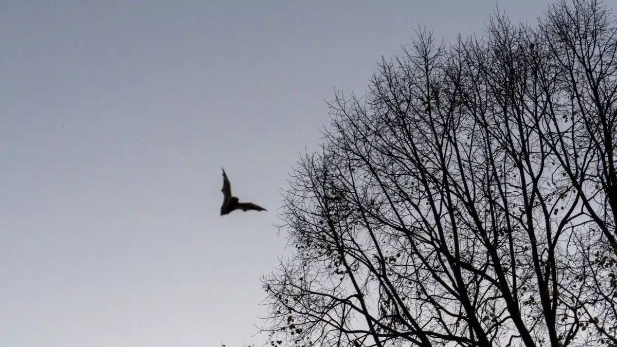 Silhouette of a bat | Photo by Srburke, CC BY-SA 4.0, via Wikimedia Commons
