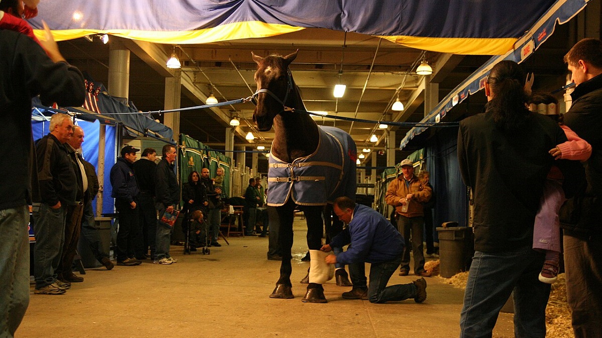 A lineup of horses being polished and wrapped for the show | Photo credit: Matt MacGillivray from Toronto, Canada via Wikimedia Commons